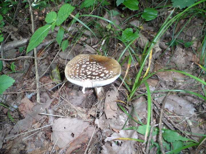 [홍성=뉴시스] 독버섯의 일종인 마귀광대버섯. (사진= 뉴시스DB) 2023.09.13. photo@newsis.com. *재판매 및 DB 금지