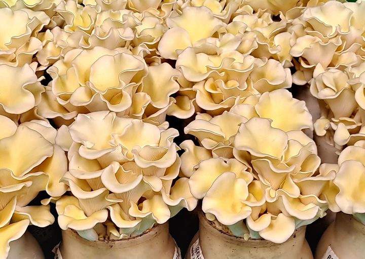 버섯미식회 황금산타리(사진=경기도농업기술원 제공) *재판매 및 DB 금지