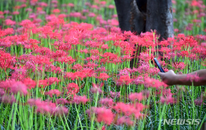 [대구=뉴시스] 이무열 기자 = 완연한 가을 날씨를 보인 18일 대구 서구 그린웨이에 붉고 화사한 꽃무릇이 활짝 펴 있다. 2023.09.18. lmy@newsis.com