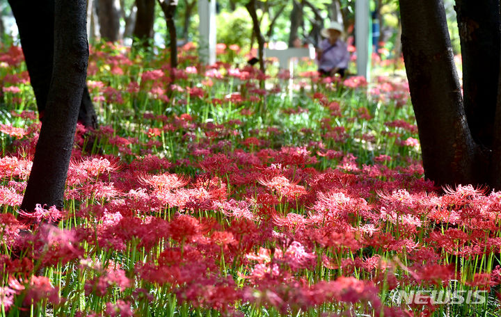 [대구=뉴시스] 이무열 기자 = 완연한 가을 날씨를 보인 18일 대구 서구 그린웨이에 붉고 화사한 꽃무릇이 활짝 펴 있다. 2023.09.18. lmy@newsis.com