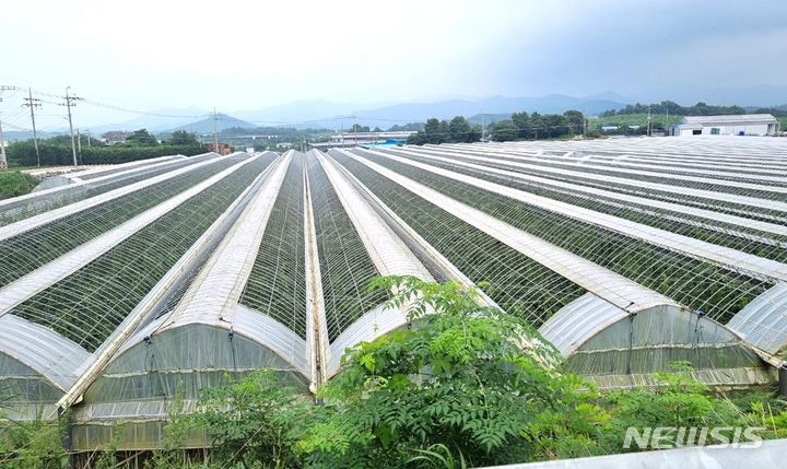 [나주=뉴시스] 나주 산포면 시설하우스 배 재배단지 전경. (사진=전남도 제공) 2023.09.19. photo@newsis.com