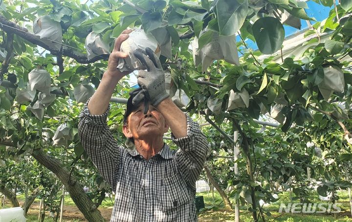 [나주=뉴시스] 나주지역 최종기(76) 농가가 시설하우스에서 재배한 신고배를 수확하고 있다. (사진=전남도 제공) 2023.09.19. photo@newsis.com