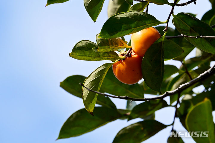 [광주=뉴시스] 이영주 기자 = 19일 오후 광주 북구 광주역 주변에 심어진 감나무에 매달린 감이 익어가고 있다. 2023.09.19. leeyj2578@newsis.com