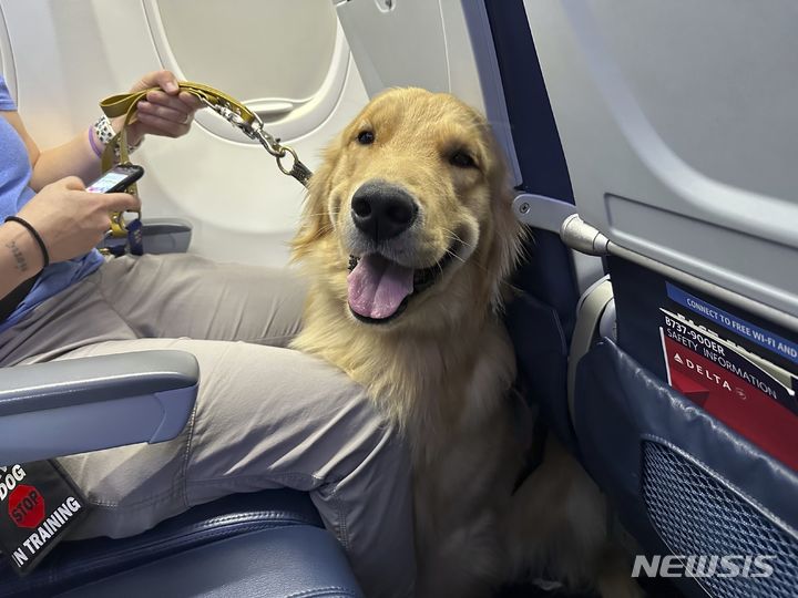 [로물루스=AP/뉴시스] 러시아 최대 항공사 아에로플로트가 반려동물을 옆자리에 태우고 여행할 수 있게 하는 서비스를 도입한다고 15일(현지시간) 현지 매체 RBC 등 외신이 보도했다. 사진은 지난해 9월 19일(현지시각) 미 미시간주 로물루스의 디트로이트 메트로폴리탄 공항에서 안내견 훈련 중인 강아지 한 마리가 비행기 안에 앉아 있는 모습. 2024.4.16