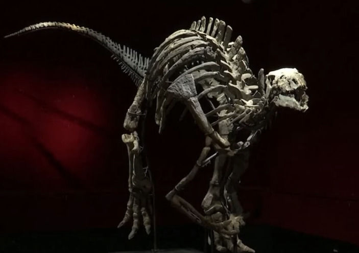 [서울=뉴시스] 1억5000만년 전 쥐라기 말기에 살았을 것으로 추정되는 초식공룡 캄프토사우루스의 화석이 경매에 나온다고 영국 BBC가 19일(현지시간) 보도했다. 사진은 다음 달 프랑스 파리의 드루오 호텔에서 경매되는 캄프토사우루스 화석. (사진=Sky News Australia 유튜브 갈무리) 2023.09.20 *재판매 및 DB 금지