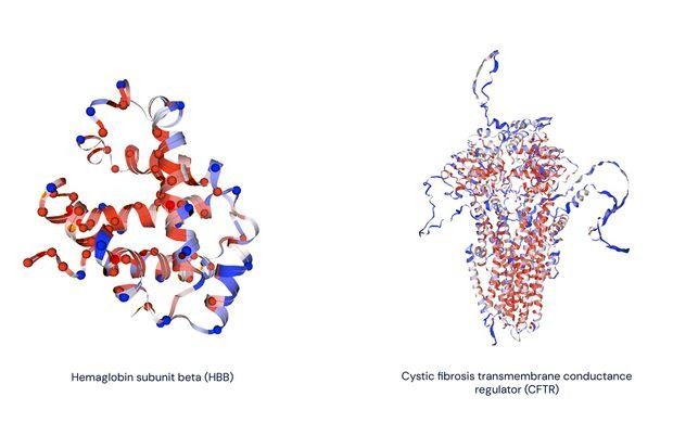 [서울=뉴시스] HBB유전자의 변이(왼쪽)인 베타-글로빈 단백질은 헤모글로빈의 하위 구조의 하나로 겸상적혈구빈혈을 일으킬 수 있으며 이온 채널에 작용하는 CFTR 단백질의 변이(오른쪽)는 낭포성 섬유증을 일으킬 수 있다. (출처=딥마인드 홈페이지) 2023.9.20 *재판매 및 DB 금지