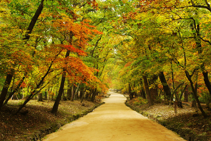 [서울=뉴시스] 광릉 숲길 (사진=문화재청 제공) 2023.09.21. photo@newsis.com *재판매 및 DB 금지