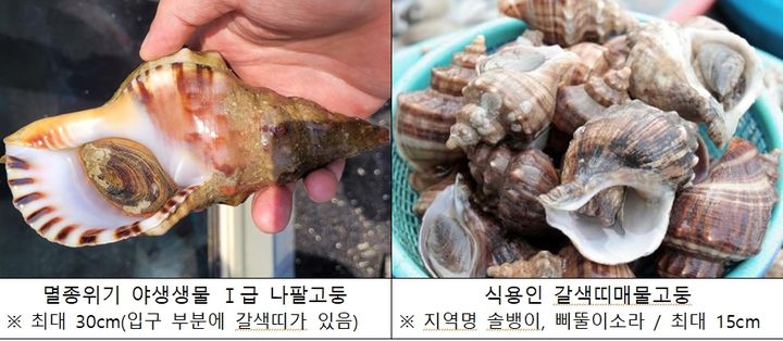 [서울=뉴시스] 멸종위기 야생생물 1급 나팔고둥(왼쪽)과 식용 고둥(오른쪽). (사진=환경부 제공)