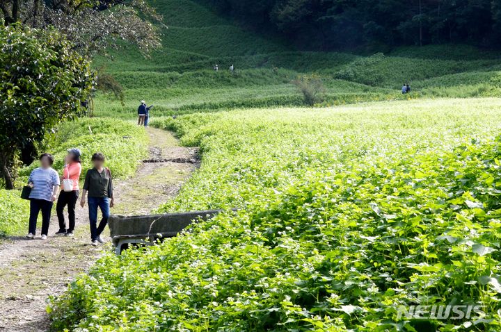 [청주=뉴시스] 조성현 기자 = 22일 오후 충북 청주시 상당구 낭성면 추정리에 메밀꽃이 가득 피어있다. 2023.09.22. jsh0128@newsis.com 