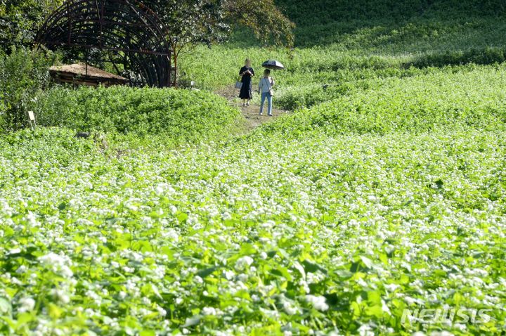 [청주=뉴시스] 조성현 기자 = 22일 오후 충북 청주시 상당구 낭성면 추정리에 메밀꽃이 가득 피어있다. 2023.09.22. jsh0128@newsis.com