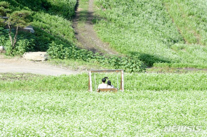 [청주=뉴시스] 조성현 기자 = 22일 오후 충북 청주시 상당구 낭성면 추정리에 메밀꽃이 가득 피어있다. 2023.09.22. jsh0128@newsis.com 