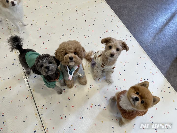 [서울=뉴시스]서울시가 기초생활수급자와 차상위계층의 반려동물을 위탁 보호하는 '우리동네 펫위탁소'를 추석 연휴기간에도 운영한다고 24일 밝혔다. (사진=서울시 제공). 2023.09.24. photo@newsis.com