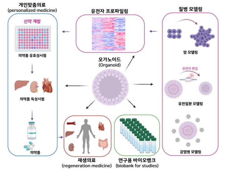 [서울=뉴시스] 오가노이드 주요 응용 분야 (사진=한국의약품안전관리원 첨단바이오 포커스 제공) 2023.09.25. photo@newsis.com *재판매 및 DB 금지
