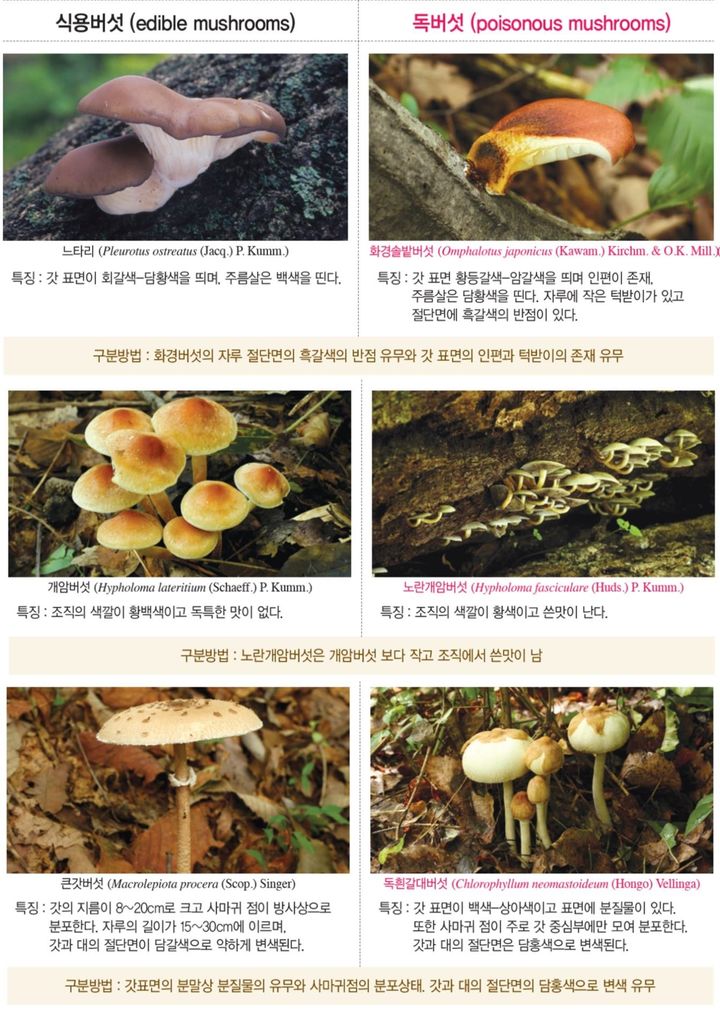 [세종=뉴시스] 가을철 발생하는 주요 식용버섯과 독버섯 비교. (사진=농촌진흥청 제공) *재판매 및 DB 금지