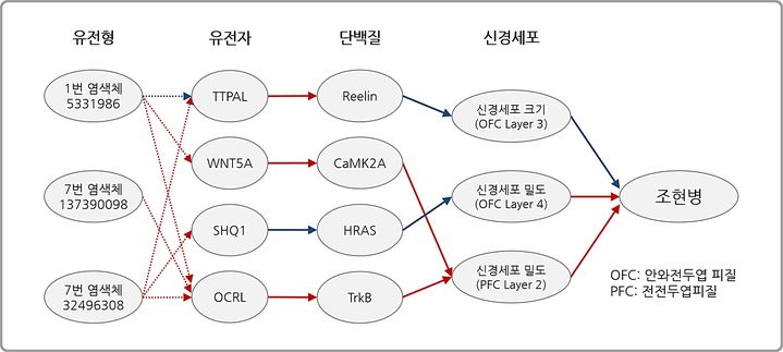 [대전=뉴시스] KAIST가 공동연구를 통해 밝혀낸 조현병 예측마커와 조현병 유발 원리. *재판매 및 DB 금지