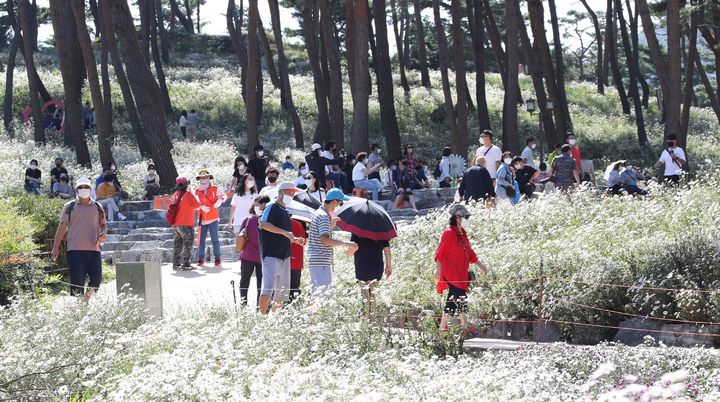 지난해 '제15회 정읍 구절초 꽃축제' 풍경. *재판매 및 DB 금지