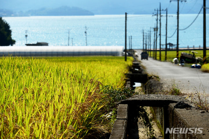 [남해=뉴시스] 차용현 기자 = 27일 오전 경남 남해군 설천면 들녘에서 누렇게 익어 고개를 숙인 벼가 수확을 기다리고 있다. 2023.09.27con@newsis.com