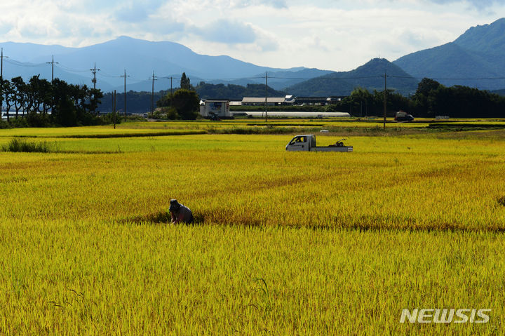 [남해=뉴시스] 차용현 기자 = 추석명절을 이틀 앞둔 27일 오전 경남 남해군 고현면 들녘이 황금빛으로 물들어 있다. 2023.09.27con@newsis.com
