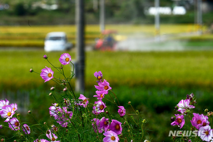 [남해=뉴시스] 차용현 기자 = 추석명절을 이틀 앞둔 27일 오전 경남 남해군 남해읍 인근 도로가에 코스모스가 가을바람에 흔들리고 있다. 2023.09.27con@newsis.com