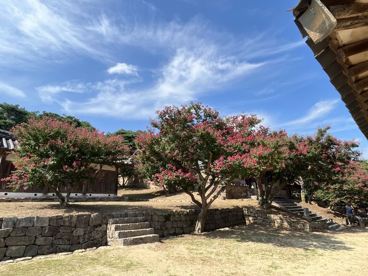 안동 병산서원 배롱나무군 (사진=안동시 제공) *재판매 및 DB 금지