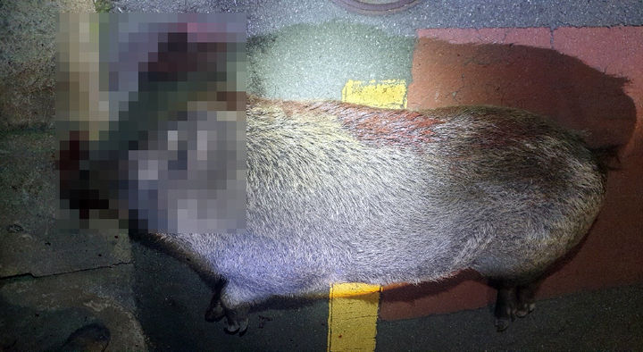 [부산=뉴시스] 부산 도심 주택가에서 사살된 멧돼지. (사진=부산경찰청 제공) *재판매 및 DB 금지