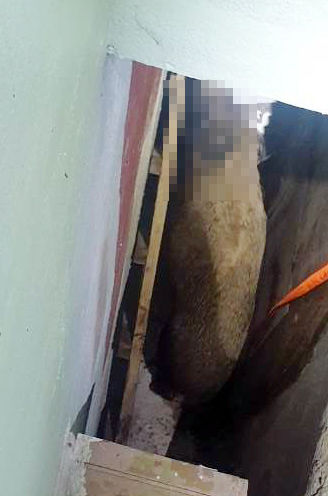 [부산=뉴시스] 부산 도심 주택가에서 사살된 멧돼지. (사진=부산경찰청 제공) *재판매 및 DB 금지