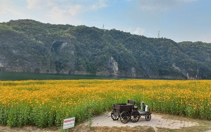 [뉴시스 앵글] 가을꽃 물결 단양 도담정원, 황금연휴 관광객 유혹