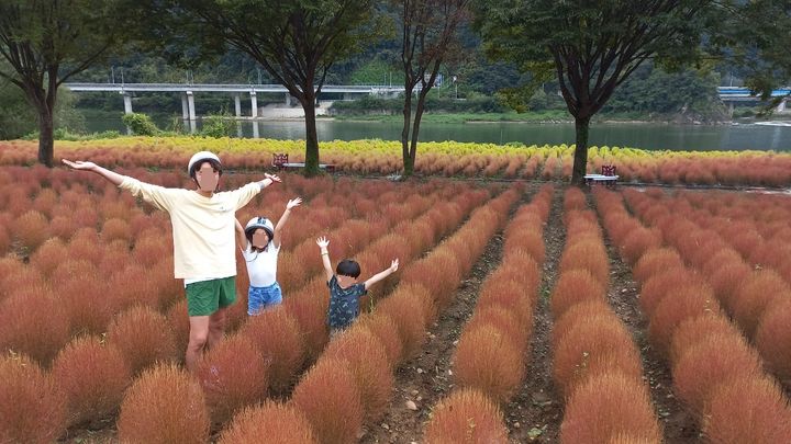 [뉴시스 앵글] 가을꽃 물결 단양 도담정원, 황금연휴 관광객 유혹