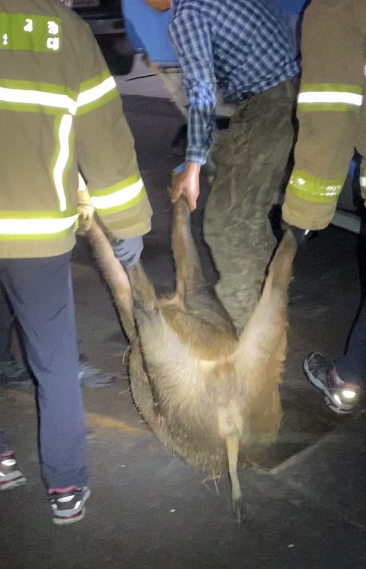 [부산=뉴시스] 지난달 부산 도심 주택가에서 사살된 멧돼지. (사진=부산경찰청 제공) *재판매 및 DB 금지