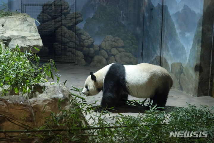 [워싱턴=AP/뉴시스] 미국과 중국의 갈등속에서 우호적 외교의 상징인 판다가 내년 말께부터 미국 내에 한마리도 없을 가능성이 제기되고 있다. 사진은 지난 9월28일 워싱턴 DC의 스미스소니언 국립동물원에 있는 중국 자이언트 판다 톈톈의 모습. 2023.10.04