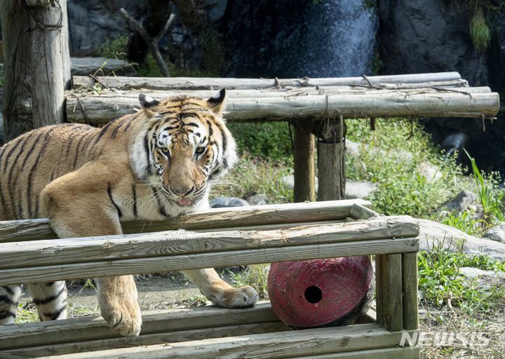  세계 동물의 날 종보전 캠페인. 에버랜드 제공