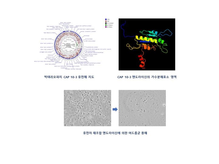 여드름 치료 차세대 항생제 후보물질 개발 논문. (사진=교통대 제공)&nbsp; *재판매 및 DB 금지