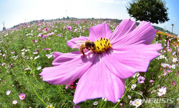 [경산=뉴시스] 이무열 기자 = 가을이 성큼 다가온 4일 경북 경산시 하양읍 대부잠수교 인근 하양경관농업단지에 식재된 코스모스에서 벌이 꿀을 따고 있다. 2023.10.04. lmy@newsis.com
