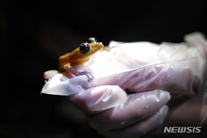 [푸에르토리코=AP/뉴시스] 과학 저널 '네이처(Nature)'에 양서류는 세계에서 가장 심각한 멸종 위기에 처한 동물군이라는 보고서가 발표됐다고 미국 AP통신과 워싱턴포스트(WP) 등 외신이 4일(현지시간) 전했다. 사진은 푸에르토리코에 서식하는 '코키 개구리'의 모습. 2023.10.05.