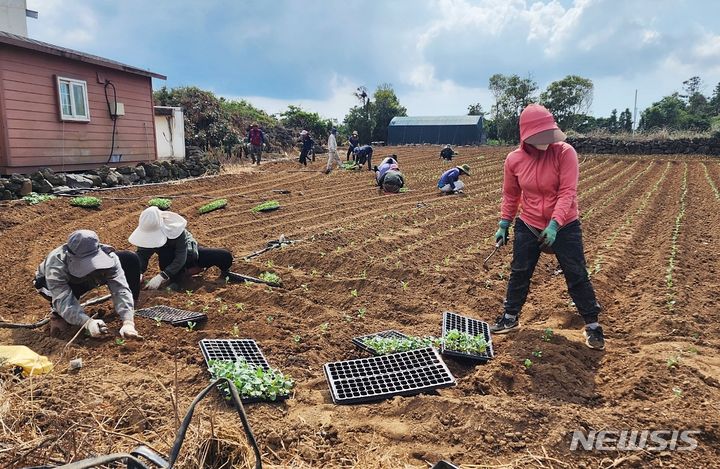 베트남 남딘성 계절근로자 농작업 모습 ⓒ제주시청 *재판매 및 DB 금지