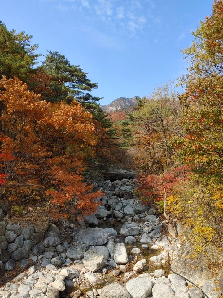 설악산 오색에 단풍이 물들고 있다. 뉴시스DB *재판매 및 DB 금지