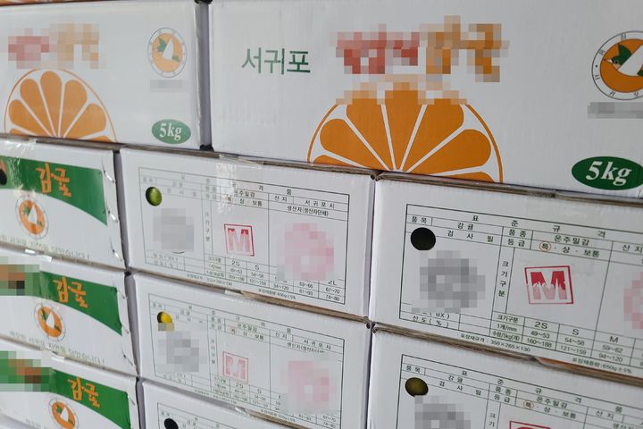 [제주=뉴시스] 서귀포시 소재 감귤 선과장 대표가 제주시산 감귤을 사들여 자신의 선과장에서 원산지를 ‘서귀포시’로 속여 유통시키려다 지난 3일 제주도 자치경찰단에 적발됐다. 원산지가 서귀포시라고 허위 표시된 감귤 상자. (사진=제주도 자치경찰단 제공) 2023.10.05. photo@newsis.com *재판매 및 DB 금지