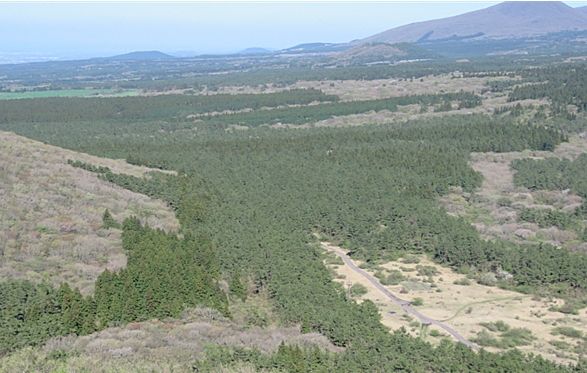 족은노꼬매오름 삼나무편백 숲 *재판매 및 DB 금지