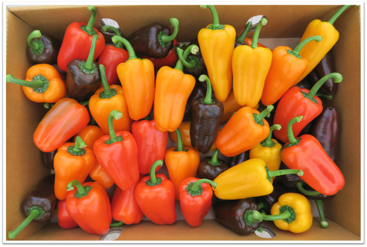 [진주=뉴시스] 미니 파프리카. *재판매 및 DB 금지