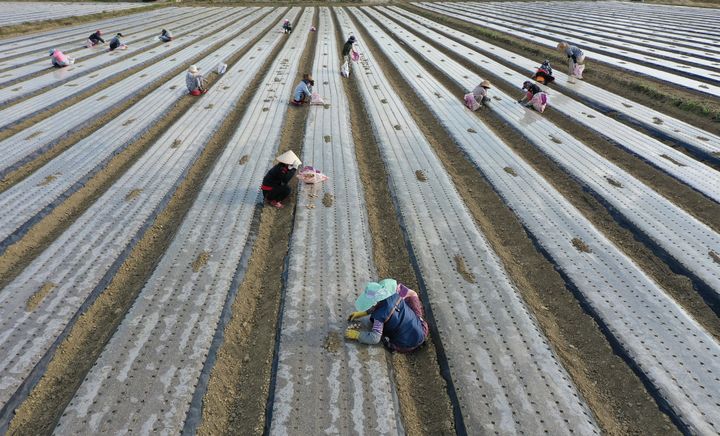창녕군이 마늘·양파의 적기 파종과 병해충 사전 예방을 당부했다. 사진은 마늘 파종 모습. (사진=창녕군 제공) *재판매 및 DB 금지