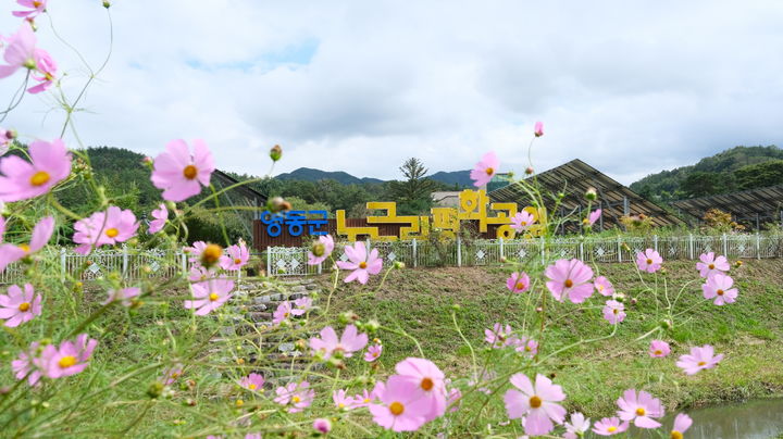 [영동=뉴시스] 안성수 기자 = 6일 가을을 맞은 충북 영동군 노근리 평화공원에서 코스모스가 만발해 자태를 뽐내고 있다. (사진=영동군 제공) 2023.10.6. photo@newsis.com *재판매 및 DB 금지