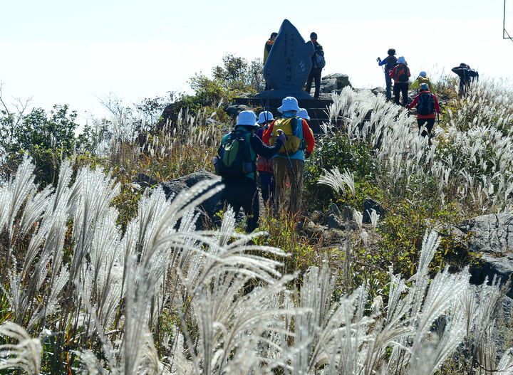 오서산 은빛억새. (사진=홍성군 제공) photo@newsis.com *재판매 및 DB 금지