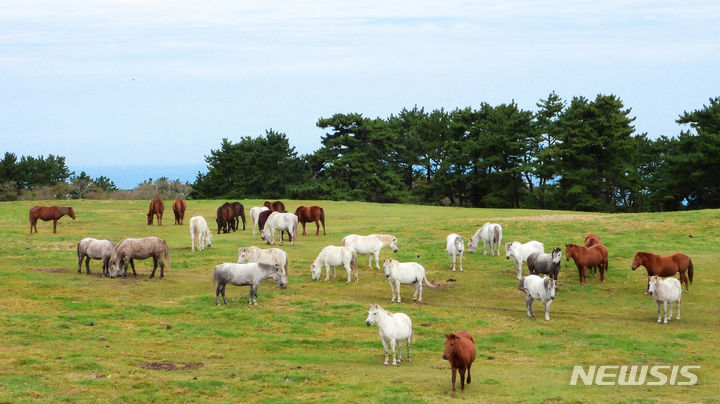 [제주=뉴시스] 우장호 기자 = 완연한 가을 날씨를 보이는 6일 오전 제주시 용강동 마(馬) 방목지에서 천연기념물 제347호 제주마가 먹이 활동을 하고 있다. 2023.10.06. woo1223@newsis.com