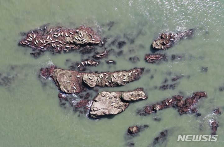 [인천=뉴시스] 김동영 기자 = 인천녹색연합 황해물범시민사업단이 10월 1~3일 인천 옹진군 백령도 일원에서 촬영한 점박이물범 모습. (사진=인천녹색연합 제공)