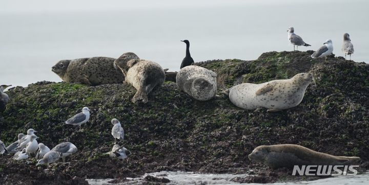 [인천=뉴시스] 김동영 기자 = 인천녹색연합 황해물범시민사업단이 10월 1~3일 인천 옹진군 백령도 일원에서 촬영한 점박이물범 모습. (사진=인천녹색연합 제공) 