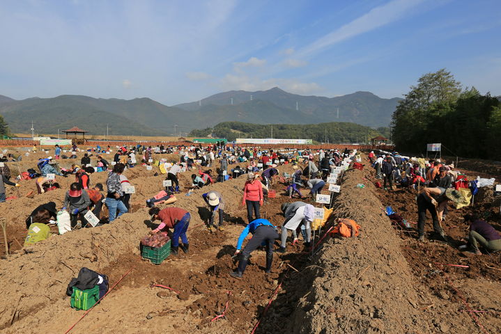 밀양시가 부북면 연꽃단지에서 연근 캐기 체험행사를 한다. (사진=밀양시 제공) *재판매 및 DB 금지