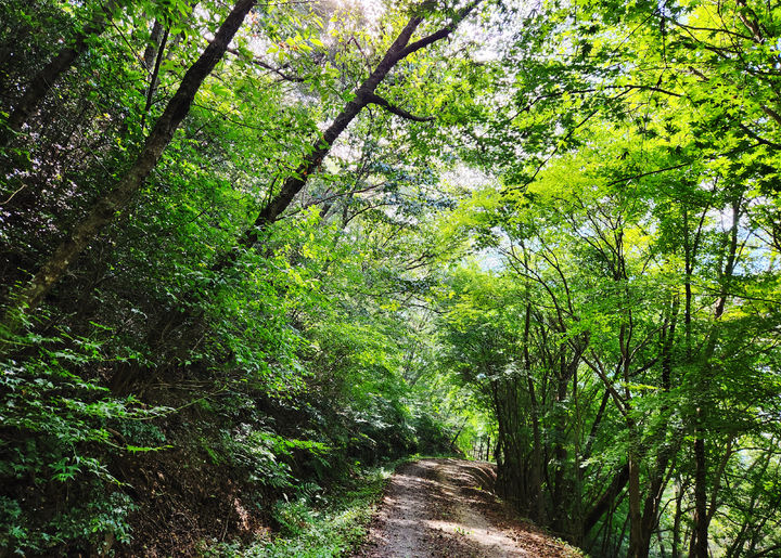 [영암=뉴시스] 백룡산 숲길. *재판매 및 DB 금지