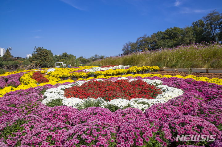 익산 천만 송이 국화축제 (사진=익산시 제공)