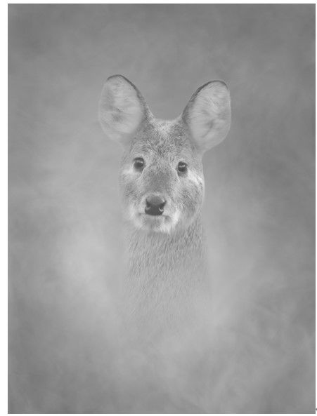 라니184 Water deer, 2022, Pigment print 56x42cm *재판매 및 DB 금지