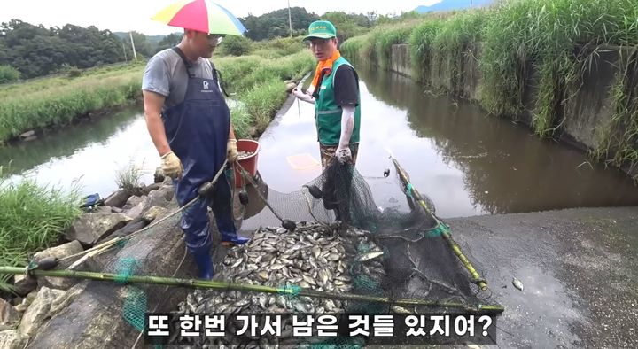 [서울=뉴시스]유튜브 채널 '초짜낚시TV'는 지난달 21일 '정말 심각합니다 족대질 한 번에 수백키로(㎏) 이상 잡히는 역대급 생태 교란종 민물의 피라냐'라는 제목의 영상을 올렸다. (사진=초짜낚시TV 채널 캡처) 2023.10.11. photo@newsis.com *재판매 및 DB 금지